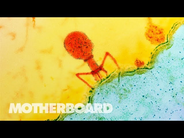 The Virus That Kills Drug-Resistant Superbugs