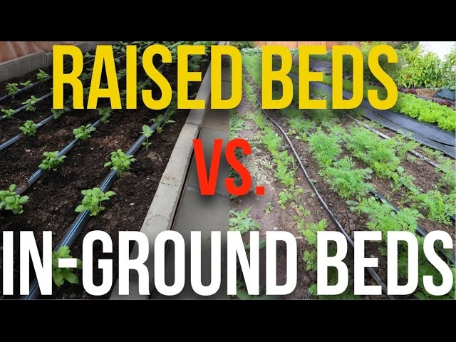Raised Beds or In-Ground Beds: Which Is The Ultimate Gardening Game-Changer?