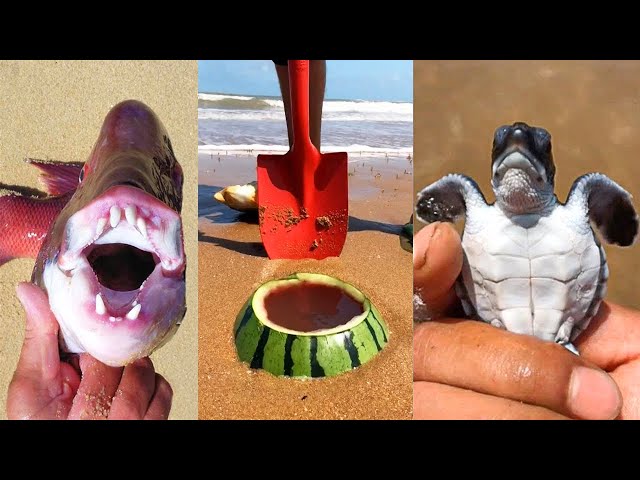 Catching Seafood 🦀🐙 ASMR Relaxing (Catch Shark, Fish, Deep Sea Monster) #866