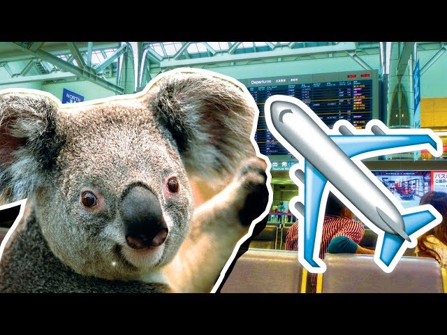 How To Fly With An Emotional Support Animal: Koala Edition