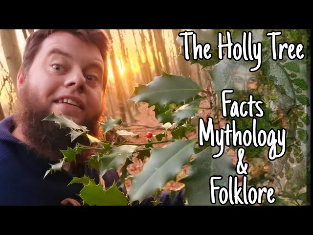 The Holly Tree: Facts Mythologies & Folklores