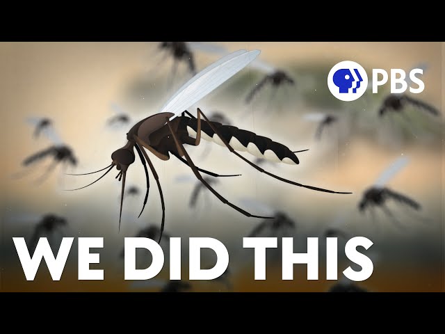 We Helped Make Mosquitoes A Problem