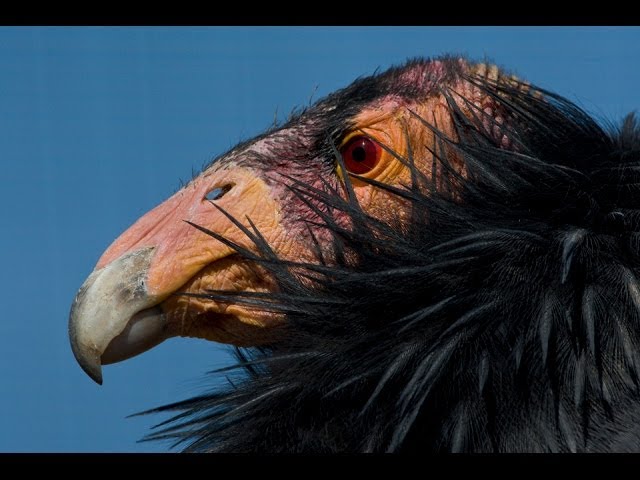California Condors Released in Baja Mexico