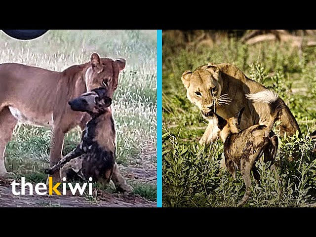 Wild dog tricks lioness with a clever trick