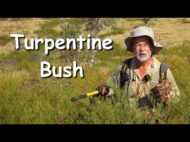 Turpentine Bush