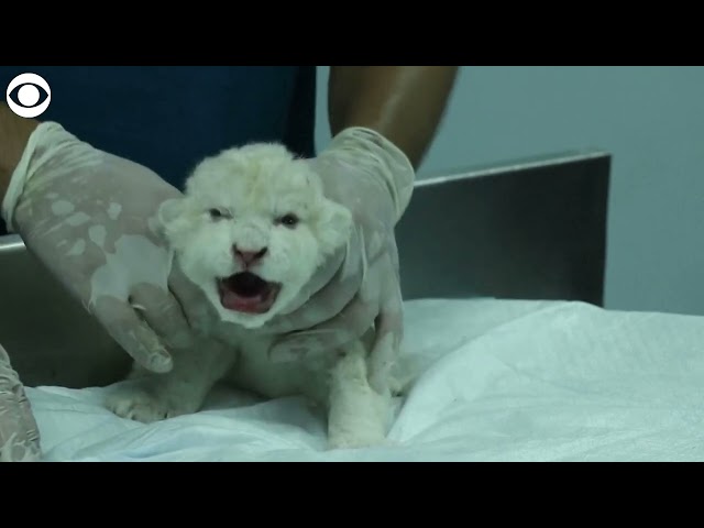 RARE BREED: White lion cubs born at zoo in Venezuela