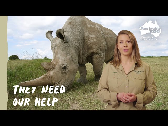 Protecting the rhino, a critical mission | Wildlife Warriors Mission