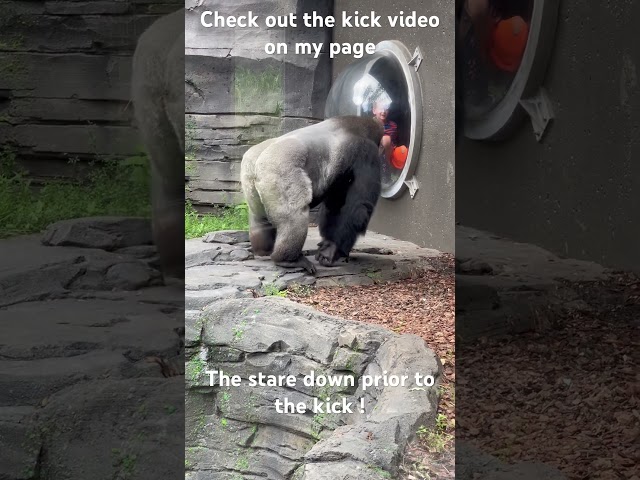 Gorilla in zoo gives warning prior to the kick!
