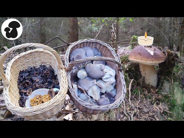 Unverschämte Pilztour im Advent | Pilze sammeln im Winter