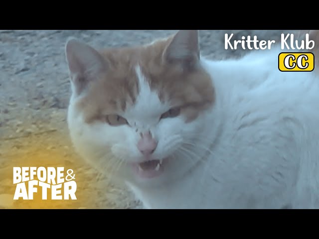 Watch Out! These Cats Are Going To Steal Your Things! I Before & After Ep 95