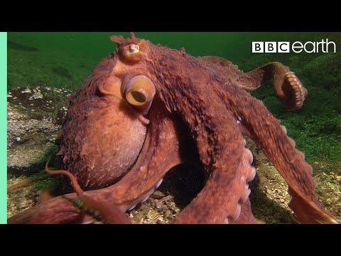 Octopus Steals Crab from Fisherman | Super Smart Animals | BBC Earth