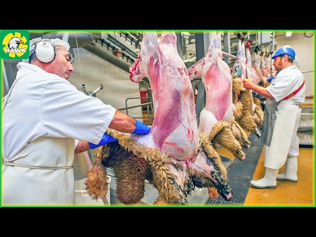 Sheep Farming 🐑 How Farmers Raise Young Sheep Effectively - Lamb Processing Factory