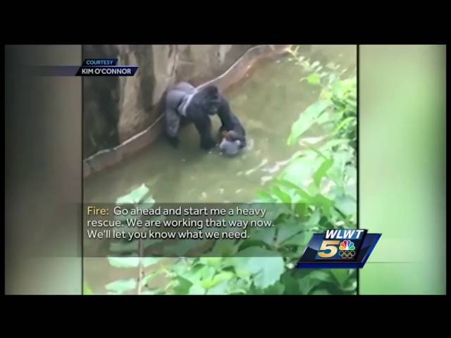 Audio: Dispatch paints picture of rescue from zoo's gorilla enclosure