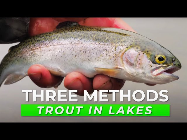 TOP 3 Trout Fishing Tactics For Lakes & Ponds (IN DEPTH HOW TO)