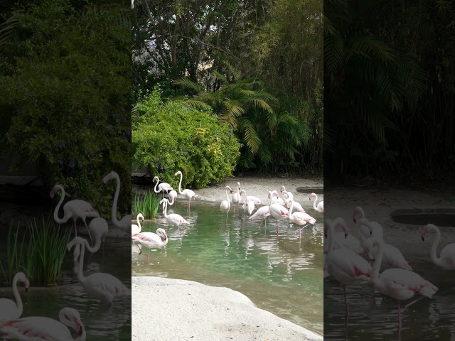 Beautiful Flamingo Watering Hole Ambiance to Relax/Study To | San Diego Zoo ZOOthing Tunes LoFi