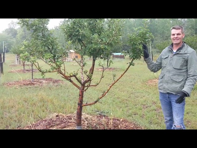Protecting Your Fruit Trees From Deer