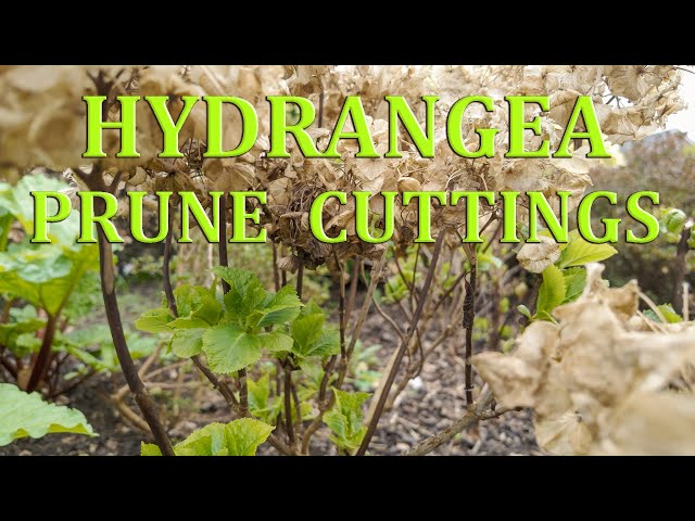 Hydrangeas – How to Prune and take Hardwood Cuttings
