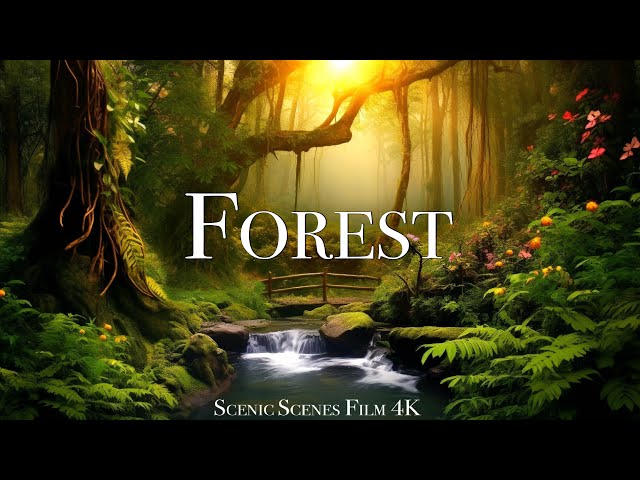 Forest 4K - The Healing Power Of Nature Sounds | Forest Sounds | Scenic Relaxation Film