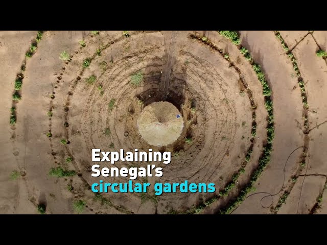 Explaining Senegal's circular gardens