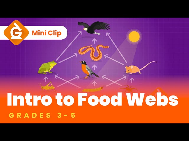 Food Webs & Food Chains for Kids | Fun Lesson for Grades 3-5 | Science