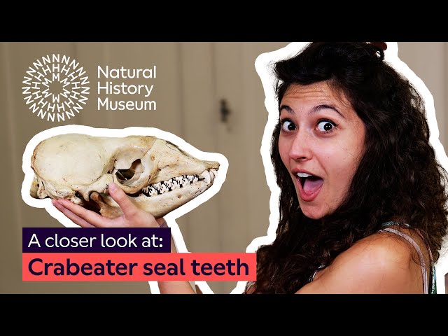 A closer look at crabeater seal teeth