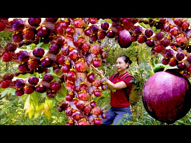 How to Harvest Ripe Mangosteen |Looking for Mangosteen in the Forest | sell mangosteen at the market