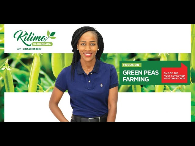 Mambo ya Minji: Green Peas Farming | Kilimo Na Biashara