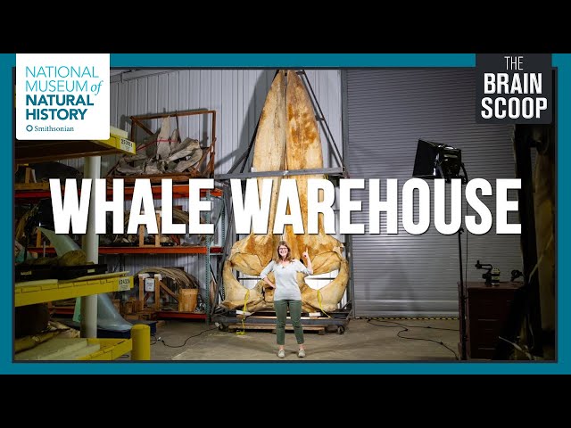 Inside the Whale Warehouse!
