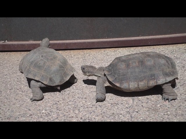 MCC Red Mt. Cienega: Tortoises and Turtles