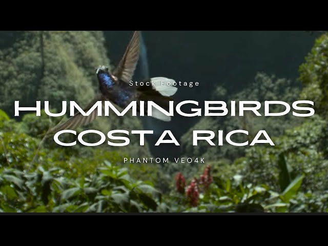 Multiple Species of Hummingbirds - Stock Footage