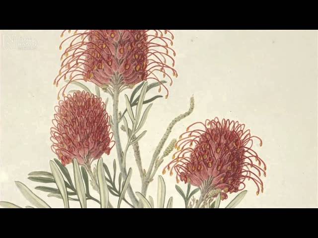 Images of Nature and the Museum's treasured artworks | Natural History Museum
