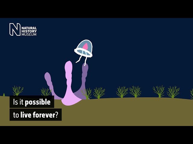 The immortal jellyfish: is it possible to live forever? | Natural History Museum