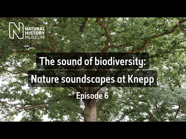 The sound of biodiversity: Nature soundscapes at Knepp | Ep.6 | Natural History Museum