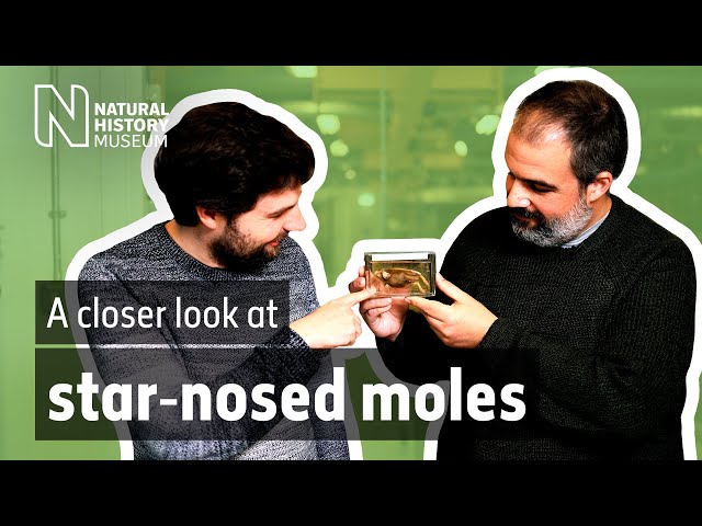 A closer look at star-nosed moles