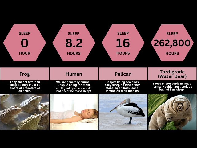 Animal Naps : Sleep Duration of Animals on Earth | Comparision Tv