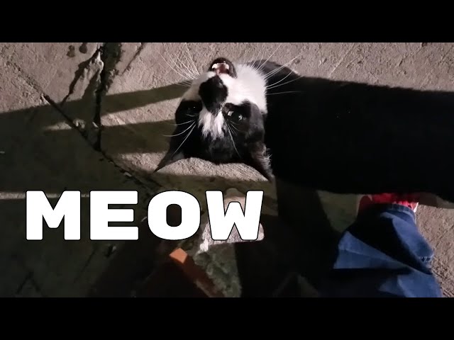 How Louis met Oreo the cat (recorded June 2017)