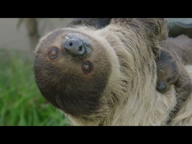Wee Sloth Slays | San Diego Zoo