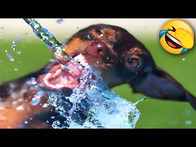 🐾4 Hours and 14 Minutes of Hilarious Dogs & Cats😂🐶🐱You Laugh You Lose with Pets🐾