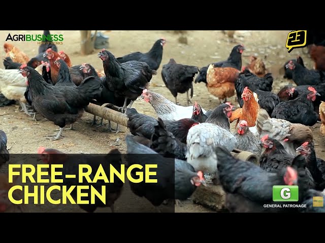 Free-Range Chicken Farming - FULL Version with English Subtitles | Agribusiness How It Works