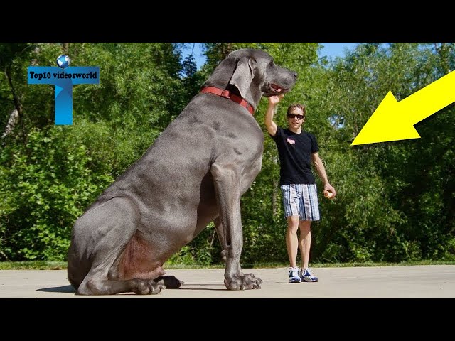 Top 12 Biggest Dogs In The World - World's Largest Dog Breeds