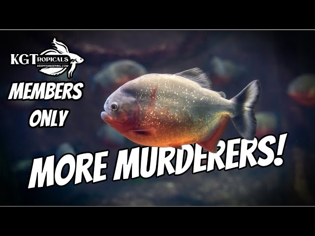MORE Fish Tank Murderers MEMBERS ONLY