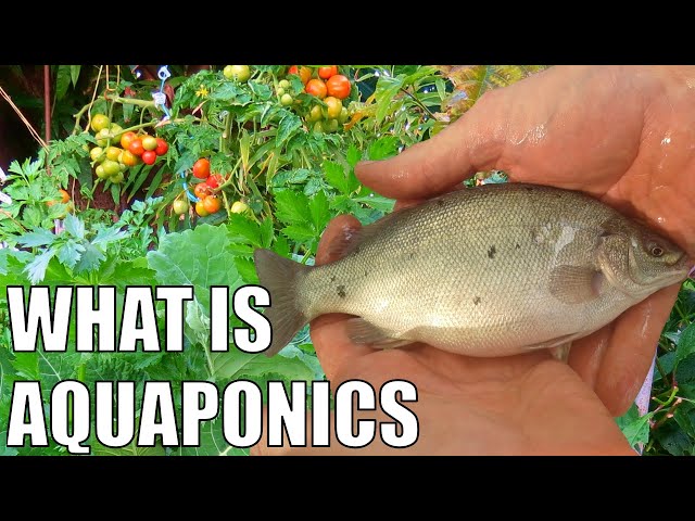 What is Aquaponics & How Does it Work ?