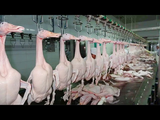 How to Process Millions of Ducks for Meat in a Factory 🦆- Incredible Modern Technology