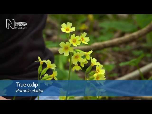 True oxlip and other ancient woodland flowers | Natural History Museum