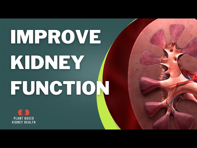 E 2: How do you lower creatinine and protein in the urine? Plant Based Kidney Health