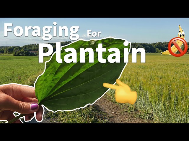 Foraging For Plantain 🌿🔎