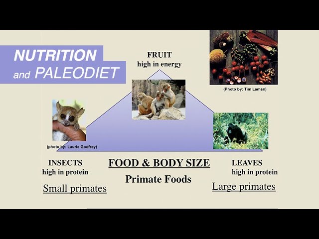 Margaret Schoeninger: Nutrition and Paleodiet