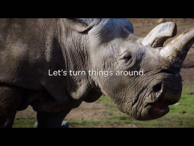 Save the Northern White Rhino - Join the San Diego Zoo Global Wildlife Conservancy
