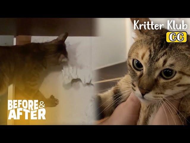 The Cat Eats Wallpaper… Why? I Before & After Ep 104