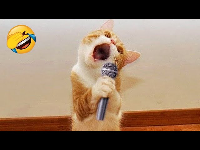 Try Not To Laugh 😂 Funniest Cats and Dogs 2023 😹🐶
